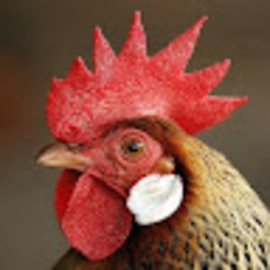 Meet your Posher, Larry